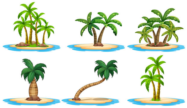 Islands and palm tree