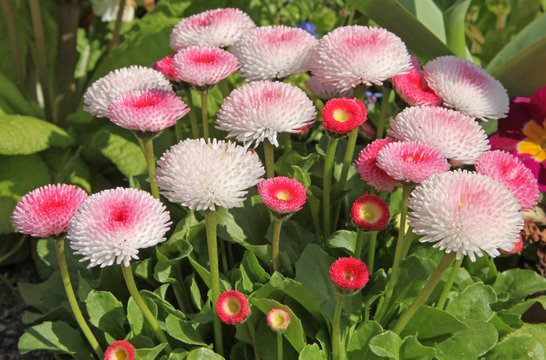 Pâquerette Bellis Perennis