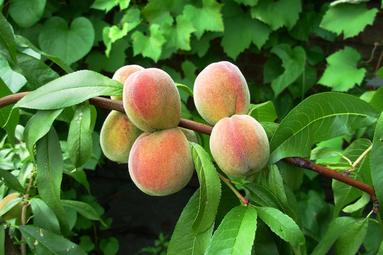 few peaches on a branch among leaves