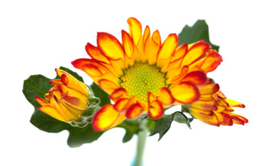 chrysanthemum,