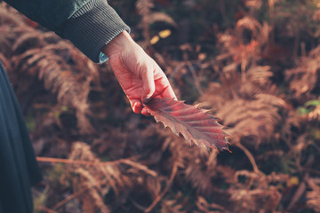 Hand holding weird leaf