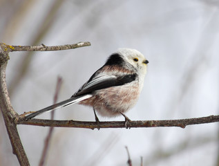 Long tailed tit on branch 