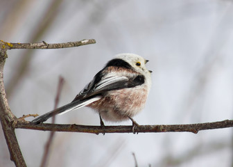 Long tailed tit on branch 
