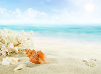 Obraz na płótnie Canvas Shells on sandy beach