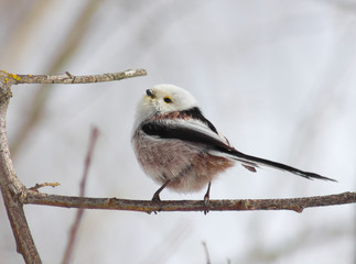 Long tailed tit on branch 