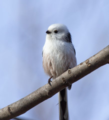 Long tailed tit on branch 
