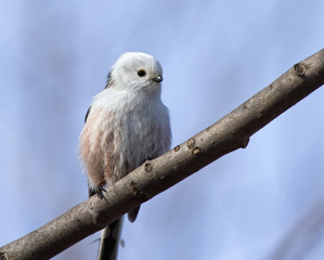 Long tailed tit on branch 