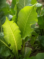 Leaves of horseradish