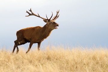 red deer running in autumn