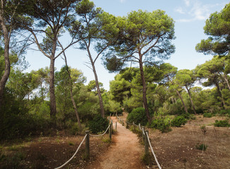 Fototapeta na wymiar Path in mediterranean forest