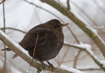 Common Blackbird on the branch 