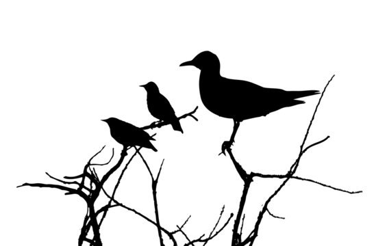 Black-headed gull and starlings on branches silhouette