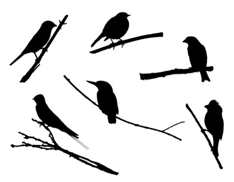 Birds on branch silhouette