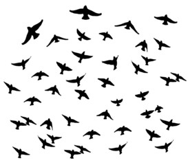 Bohemian waxwing in flight silhouettes