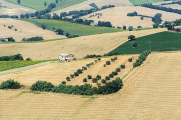 Summer landscape in Marches (Italy)