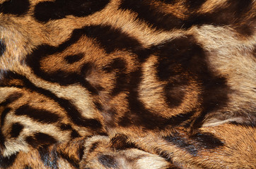 fur of ocelot