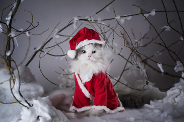 cat dressed as Santa Claus in the winter forest
