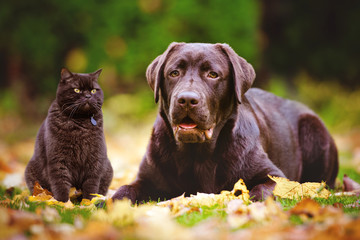cat and dog together outdoors