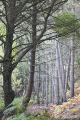 Pinos en Iruelas. Sierra de Gredos
