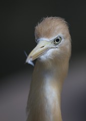 Cattle Egret