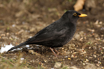 Blackbird - Turdus merula