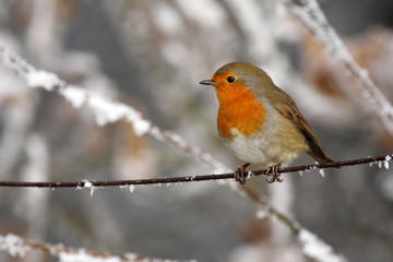 Robin - Erithacus rubecula