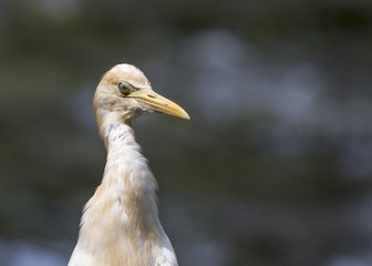 Cattle Egret