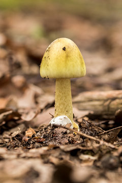 Amanita Phalloides fungus