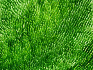 grass