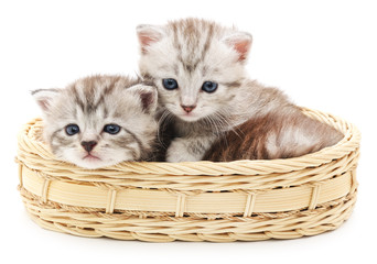 Fototapeta na wymiar small kittens