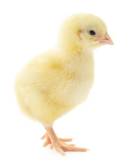 Small chicken