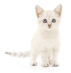 Obraz premium Kitten on a white background