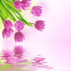 Obraz na płótnie Canvas Tulip flowers background
