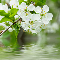 Cherry flowers