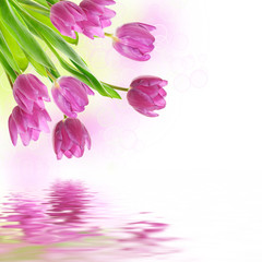 Naklejka premium Tulip flowers background