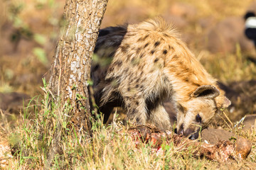 Hyena Animal Wildlife