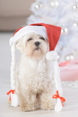 Little dog wearing Santa Claus hat