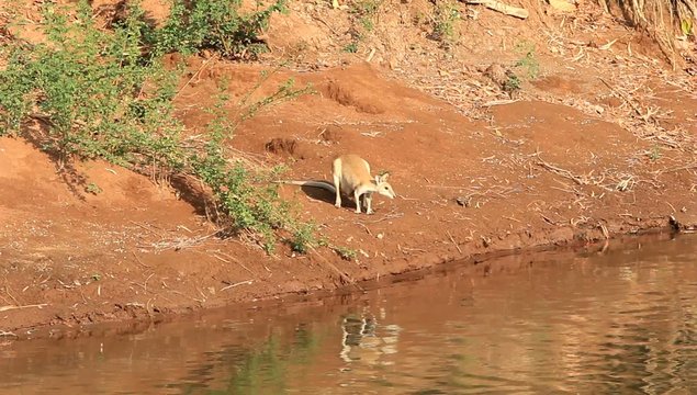 Agile Wallaby (Macropus agilis) in Darwin, Australia