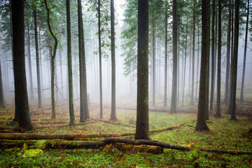 Mysterious fog in the green forest