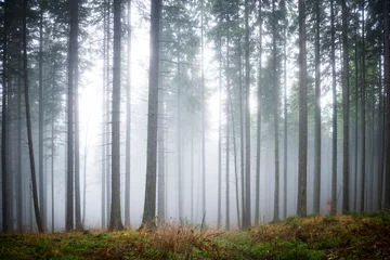 Fotobehang Mysterieuze mist in het groene bos © Pavlo Vakhrushev