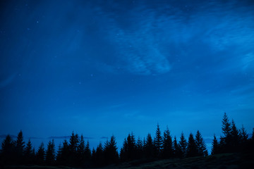 Fototapeta na wymiar Forest of pine trees under blue dark night sky