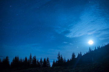 Fototapeta na wymiar Forest of pine trees under moon and blue dark night sky