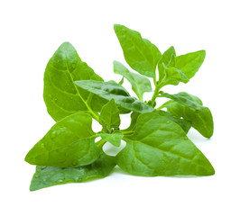 Tetragonia tetragonioides