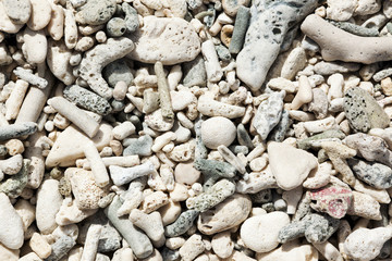 Fossil Corral Background