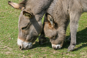 Donkey foal and mother grazing in a field