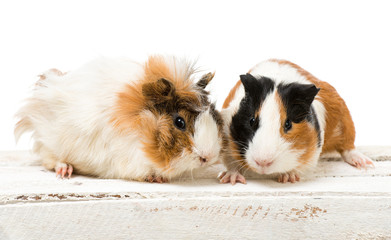 Pair of cute guinea pigs isolated on a white background