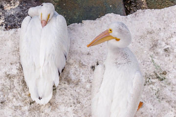 Pelicans at Galveston Island, TX