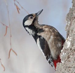 Great Spotted Woodpecker