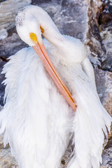 Pelicans at Galveston Island, TX