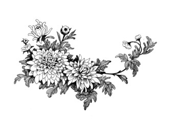 Hand-drawing chrysanthemum - 74028962